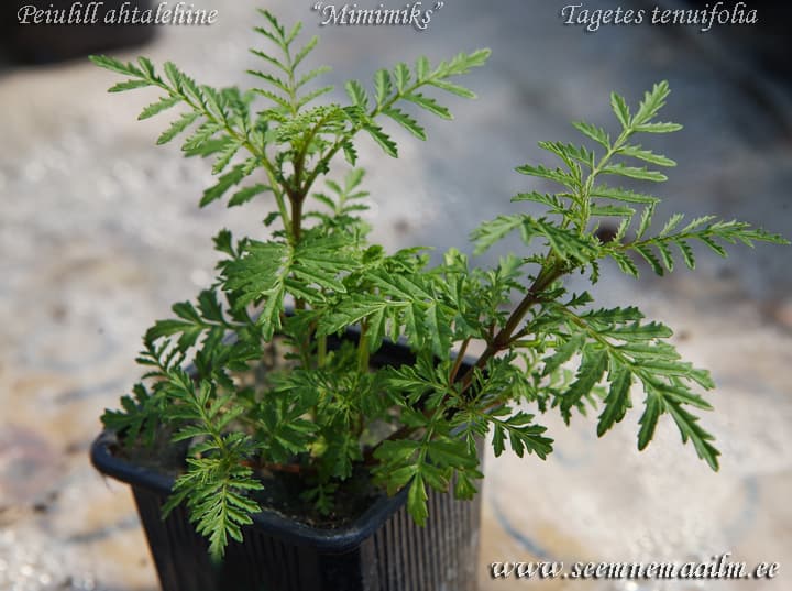 Peiulill ahtalehine Mimimiks Tagetes tenuifolia